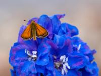 Rostfarbiger Dickkopffalter